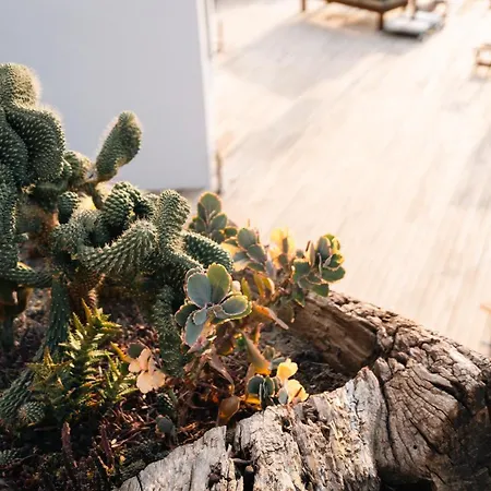 Lägenhetshotell Kikonia Art &