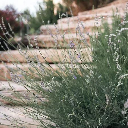 Kikonia Art & Lägenhetshotell *